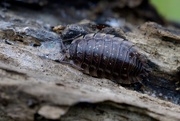 4th Apr 2020 - RESTING WOODLOUSE