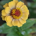 Yellow Zinnia by ninaganci