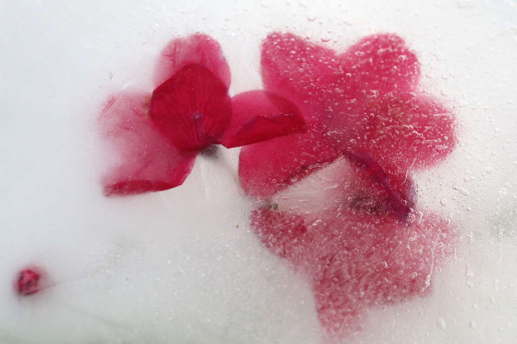 Frozen flowers by ingrid01