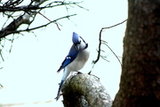 4th Apr 2020 - Mr. Blue Jay came calling