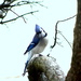 Mr. Blue Jay came calling by bruni