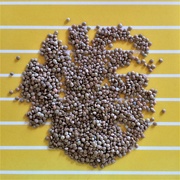 4th Apr 2020 - Sorting lentils