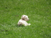 4th Apr 2020 - little lamb