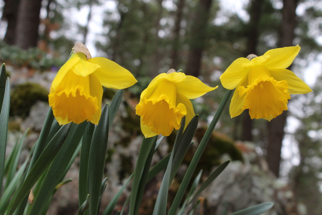 Still Daffodils by tdaug80