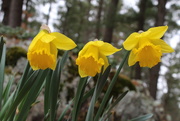 4th Apr 2020 - Still Daffodils