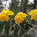 Still Daffodils by tdaug80