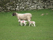 4th Apr 2020 - emb-lambs