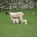 emb-lambs by anniesue