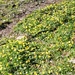 Day 19  The sun has brought out a carpet of celandines.  by jennymdennis
