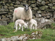 4th Apr 2020 - lambs
