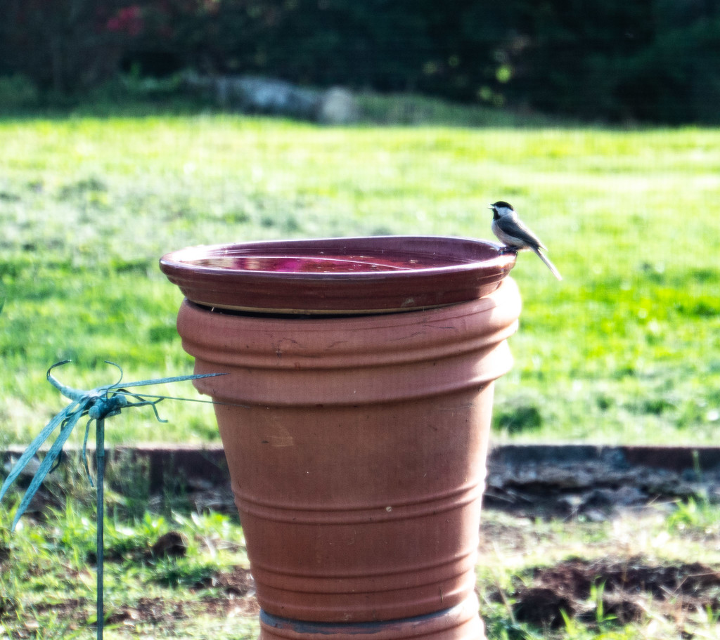 Looking at the bird bath through my window by randystreat