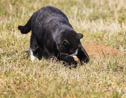 2nd Apr 2020 - going on a gopher hunt