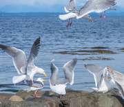 4th Apr 2020 - Flock of Seagulls
