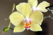9th Feb 2020 - Orchid