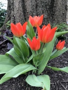 3rd Apr 2020 - Tulips 