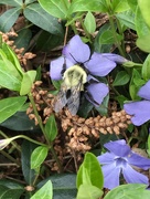 4th Apr 2020 - First Bumblebee 