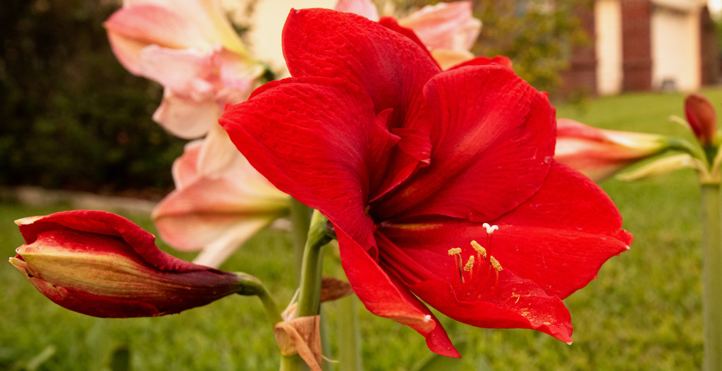 Red Amaryllis! by rickster549