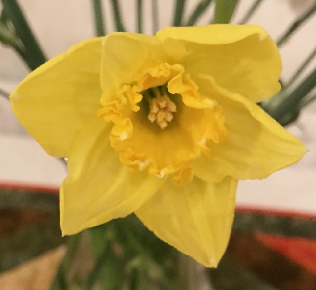 Spring daffodil... by anne2013