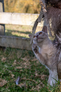 5th Apr 2020 - Tree Climbing