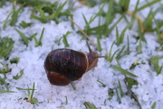 5th Apr 2020 - Hail snail