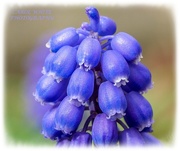 5th Apr 2020 - Grape Hyacinth