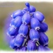 Grape Hyacinth by carolmw