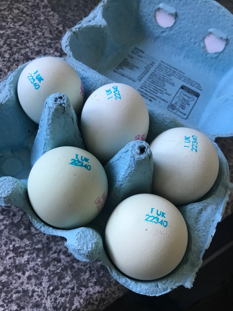 Blue Eggs! by elainepenney