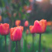 tulips doing their thang by pistache