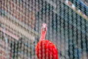 5th Apr 2020 - Scarlet Ibis