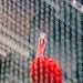 Scarlet Ibis by billyboy