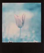 5th Apr 2020 - Tulip