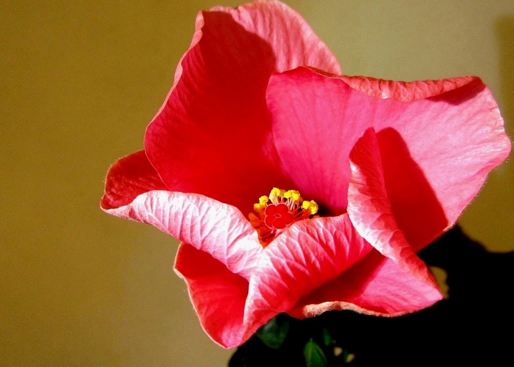 Cvijet hibiskusa by vesna0210