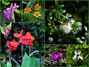 6th Apr 2020 -    Flowers From My Walks ~  
