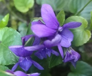 5th Apr 2020 - Violets ~violet