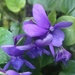 Violets ~violet by plainjaneandnononsense