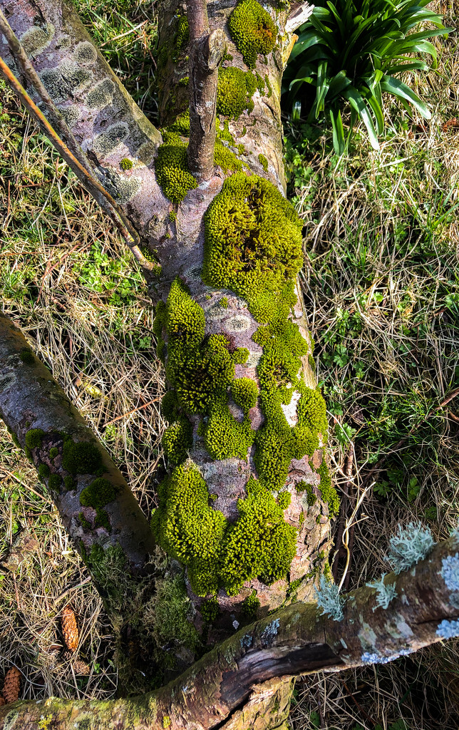 Moss by lifeat60degrees