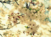 5th Apr 2020 - Blossoms 5