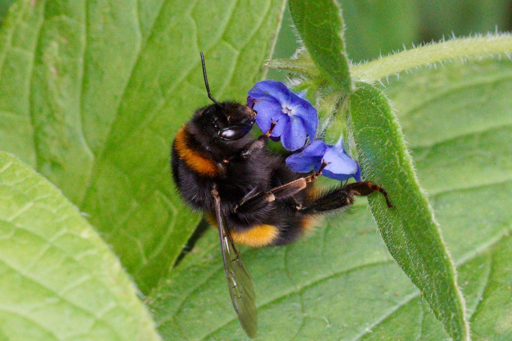 BUMBLE ON BORAGE by markp