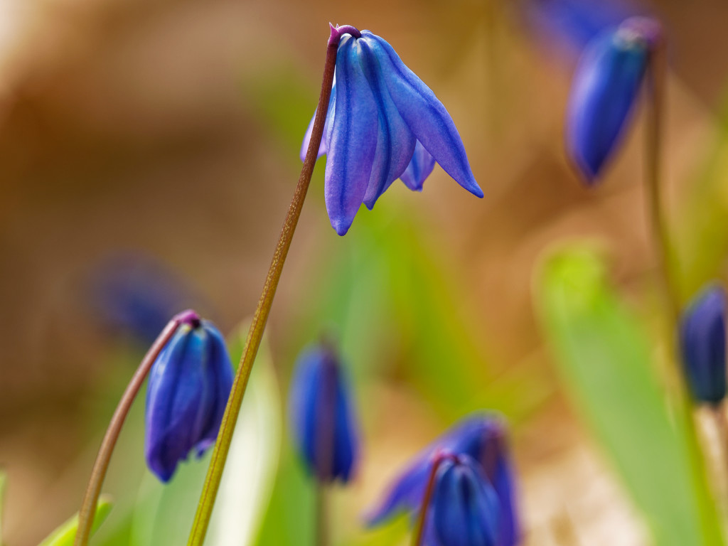 siberian squill  by rminer