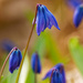 siberian squill  by rminer