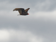5th Apr 2020 - turkey vulture