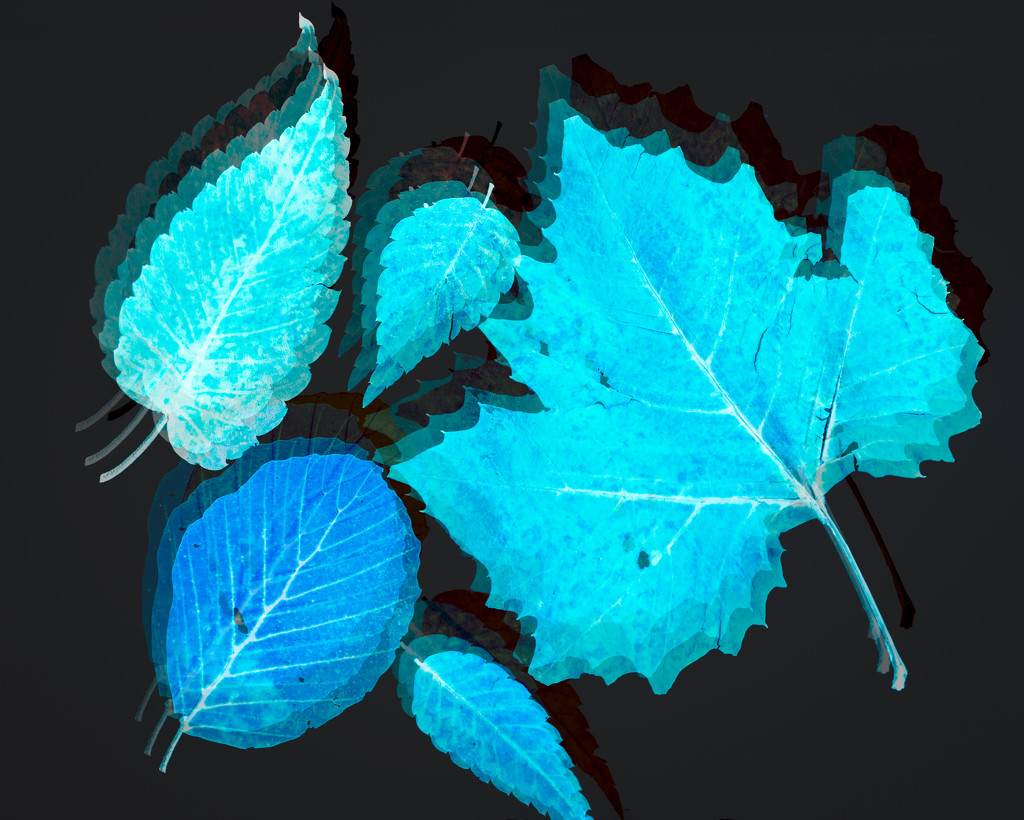 inverted leaves by jernst1779