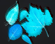 5th Apr 2020 - inverted leaves