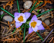 3rd Apr 2020 - Signs of Spring