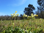 4th Apr 2020 - Cowslips
