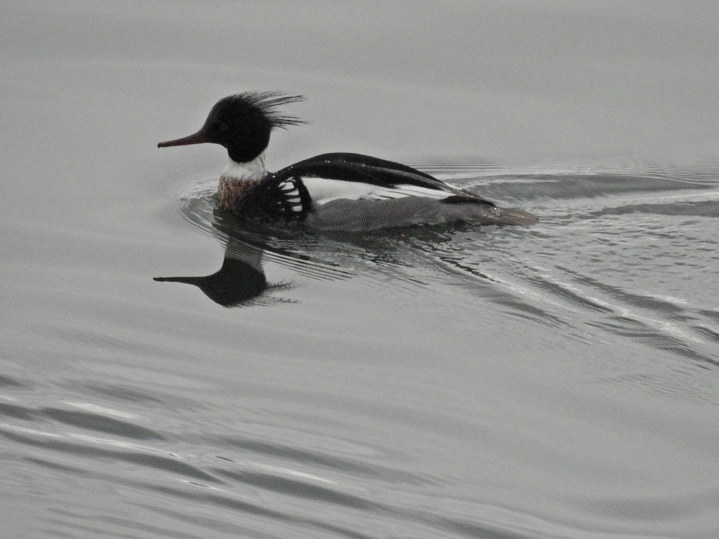Red Breasted Merganser by frantackaberry