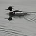 Red Breasted Merganser by frantackaberry