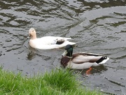 1st Apr 2020 - Ducks on the River Leen