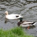 Ducks on the River Leen by oldjosh