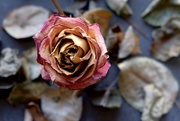5th Apr 2020 - Decayed rose